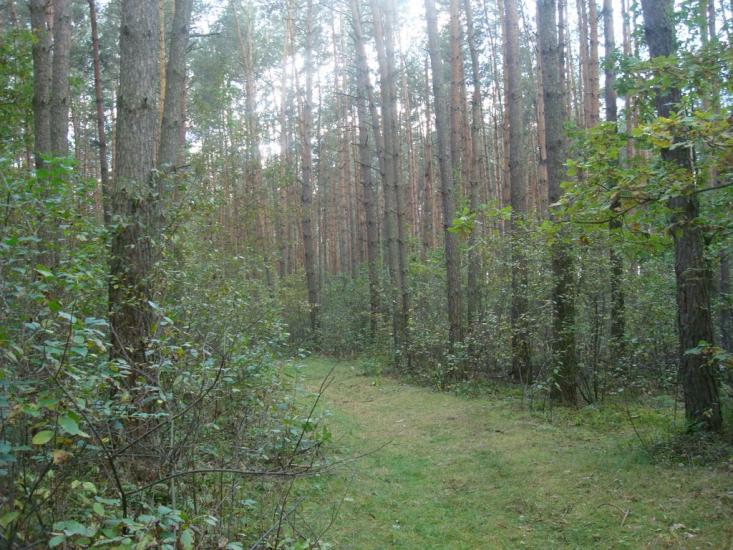 Цвітоха з panoramio.com - Цветоха