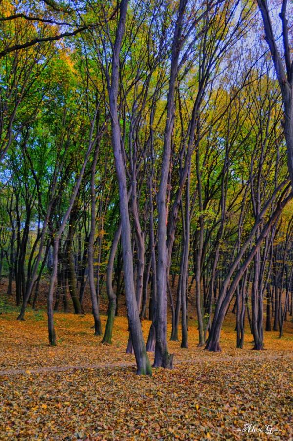 Новосілки з panoramio.com - Новоселки