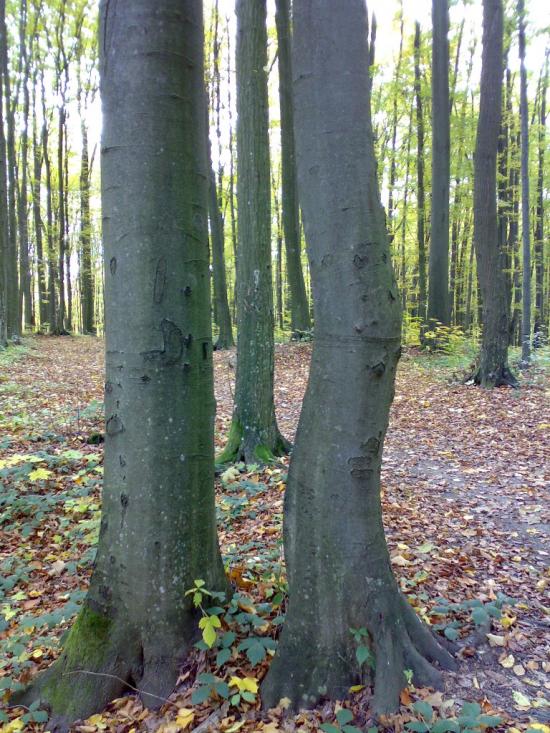 Яківське з panoramio.com - Яківське