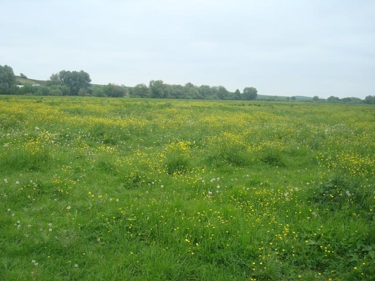 Малашівці з panoramio.com - Малашевцы