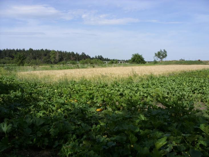 Хорішки з panoramio.com - Хорішки