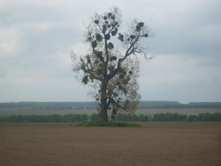 Носівці з panoramio.com - Носівці