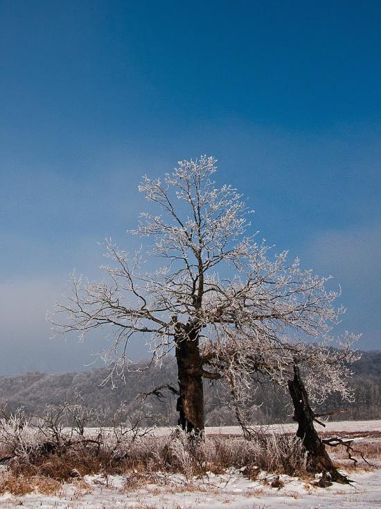 Журавно з panoramio.com - Журавно