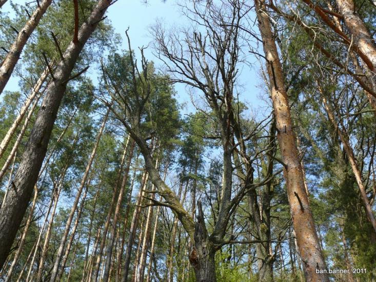 Лугини з panoramio.com - Лугины