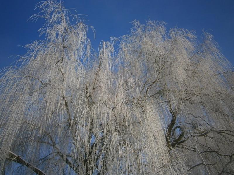 Полонка з panoramio.com - Полонка