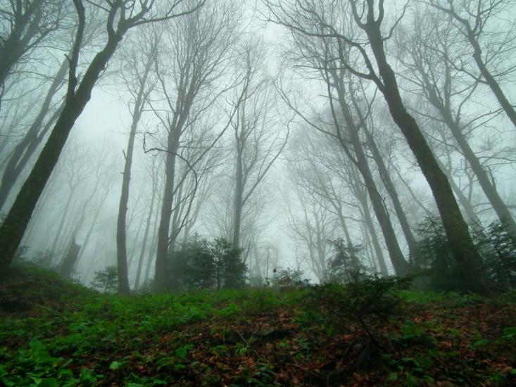 Карпатське з panoramio.com - Карпатське