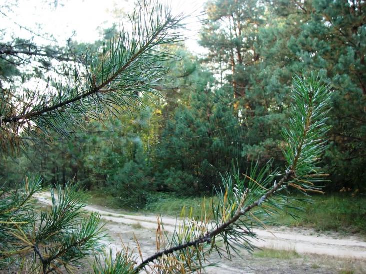 Славутич з panoramio.com - Славутич