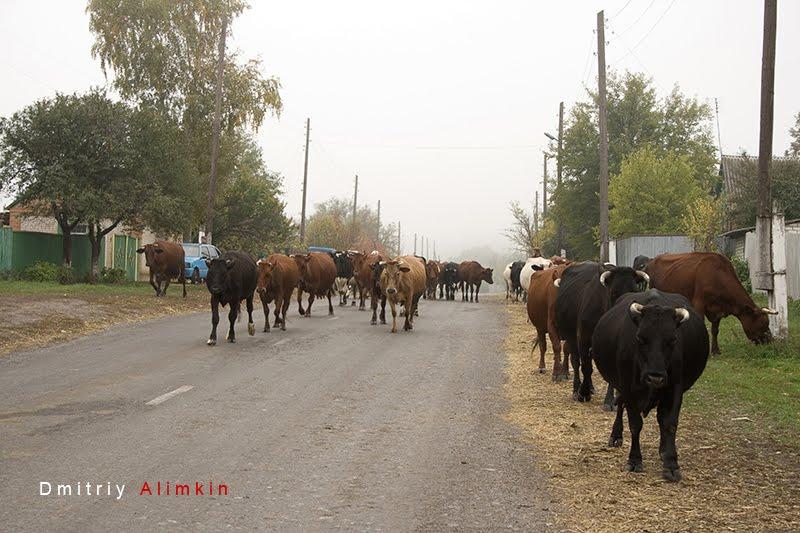 Сидорове з panoramio.com - Сидорове