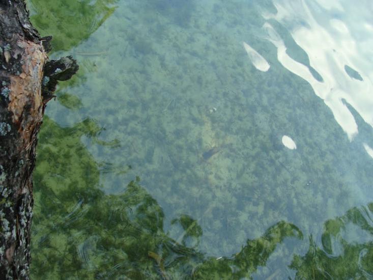 Острівськ з panoramio.com - Островск