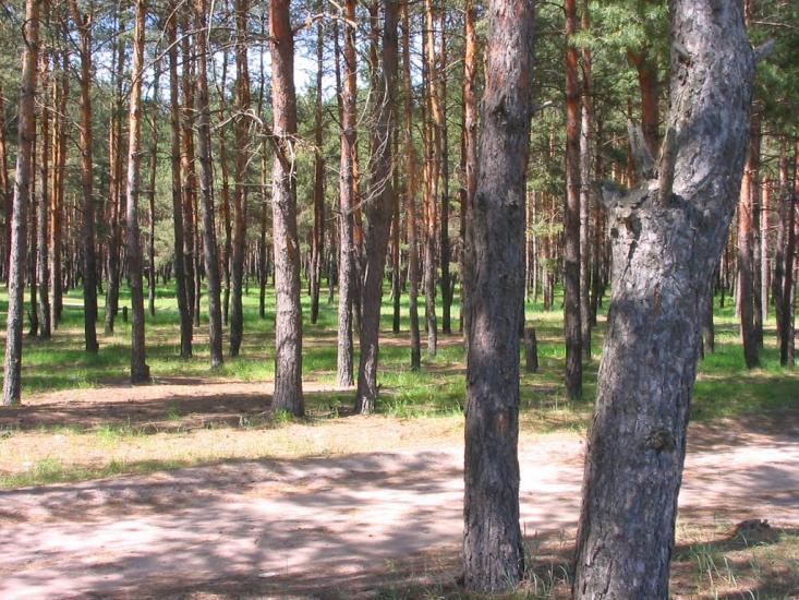 Циркуни з panoramio.com - Циркуни