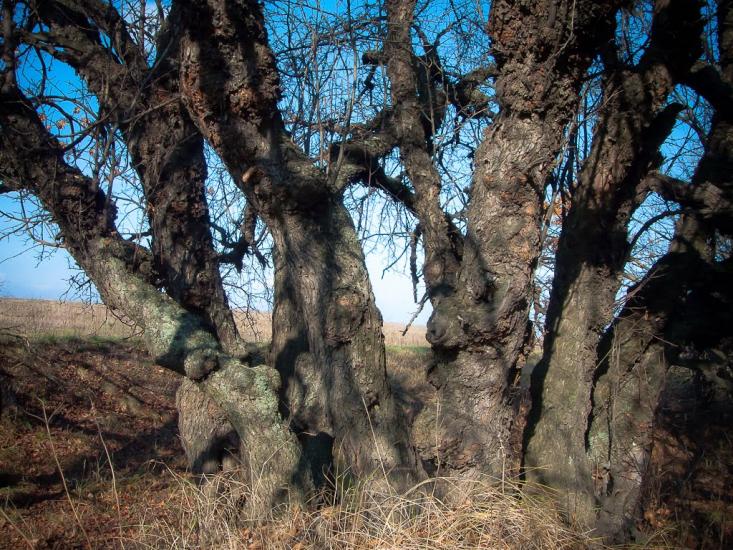 Алмазна з panoramio.com - Almazna