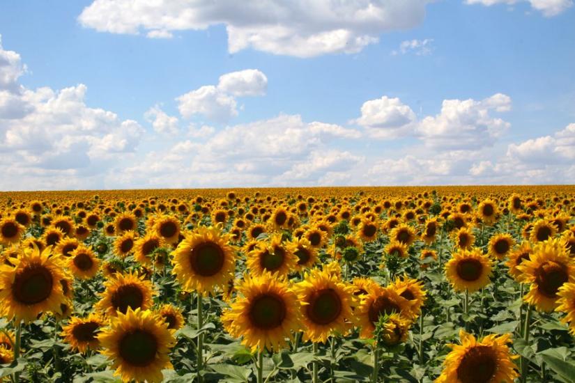 Дачне з panoramio.com - Dachne