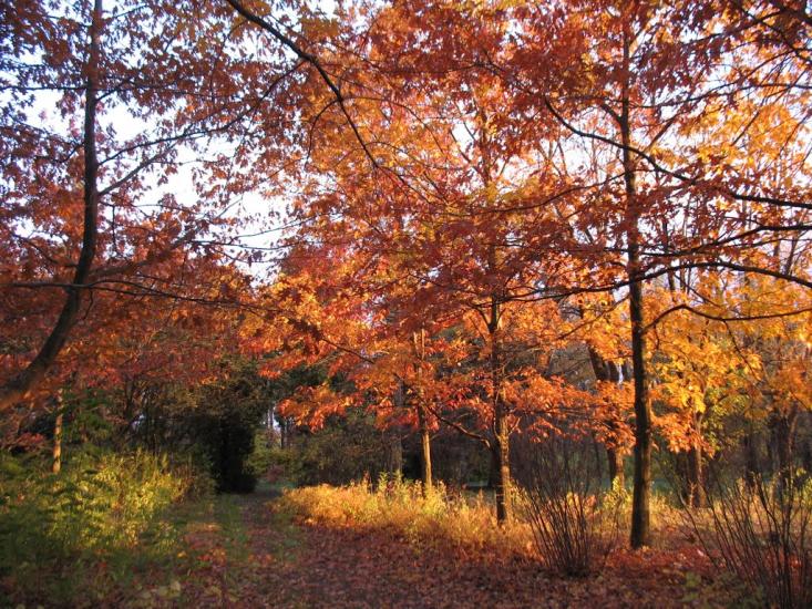 Рогань з panoramio.com - Рогань