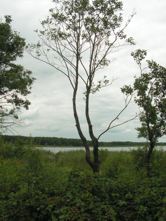 Згорани з panoramio.com - Згораны