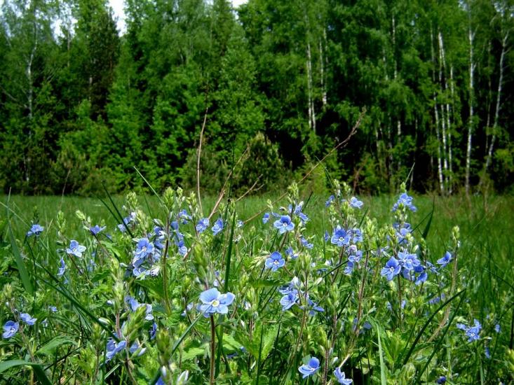 Нові Яриловичі з panoramio.com - Новые Ярыловичи