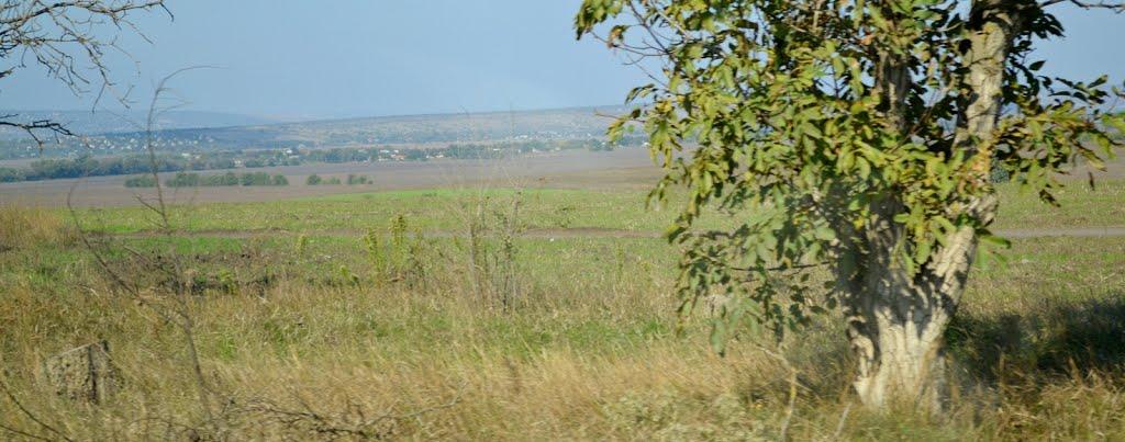 Розалівка з panoramio.com - Розаловка