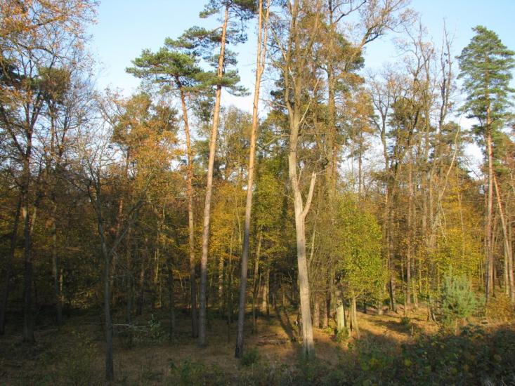 Рясне-Руське з panoramio.com - Рясное-Русское