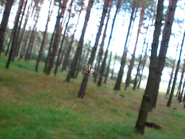 Славута з panoramio.com - Славута