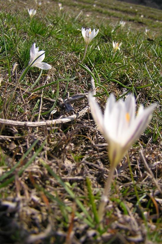 Високогірне з panoramio.com - Високогірне