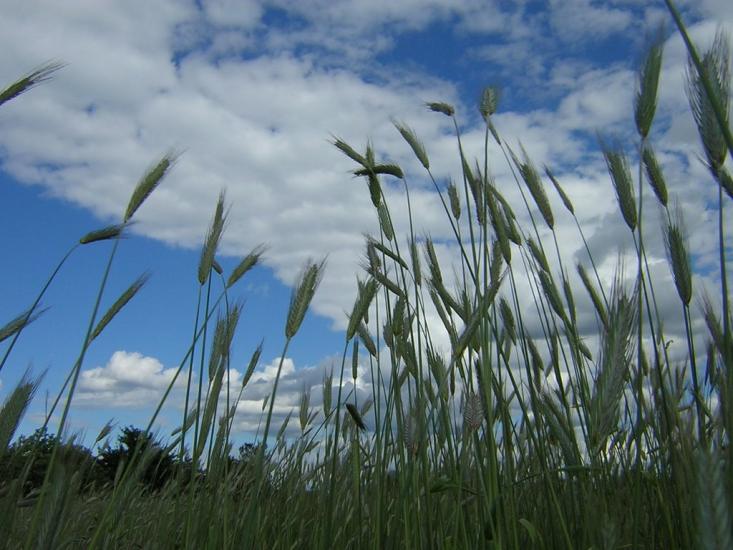 Мелені з panoramio.com - Мелені