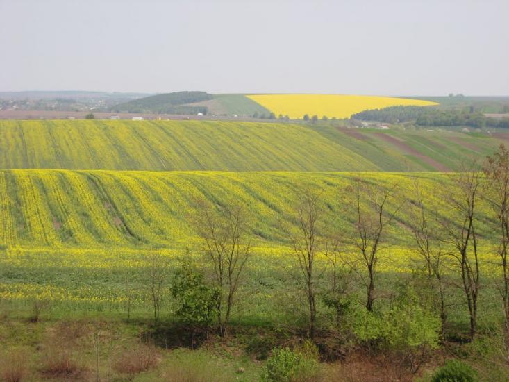 Млинівці з panoramio.com - Mlynivtsi