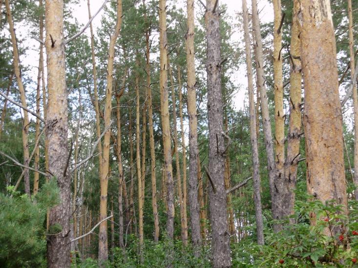 Остроушки з panoramio.com - Остроушки