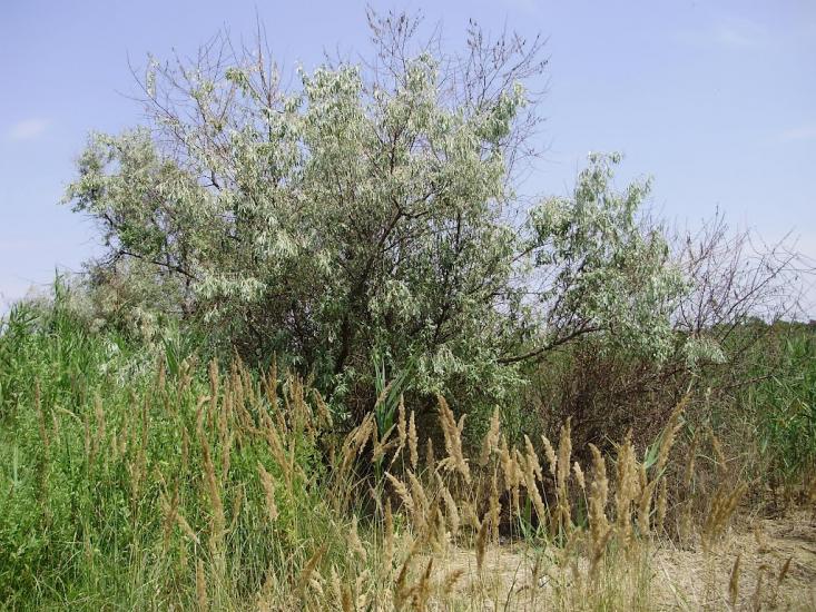 Саги з panoramio.com - Sagy