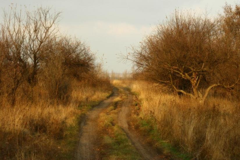 Питомник з panoramio.com - Питомник