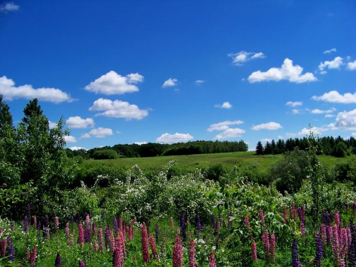 Сокиряни з panoramio.com - Сокиряны