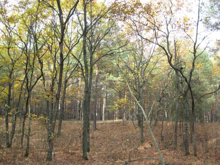 Хоцьки з panoramio.com - Хоцки