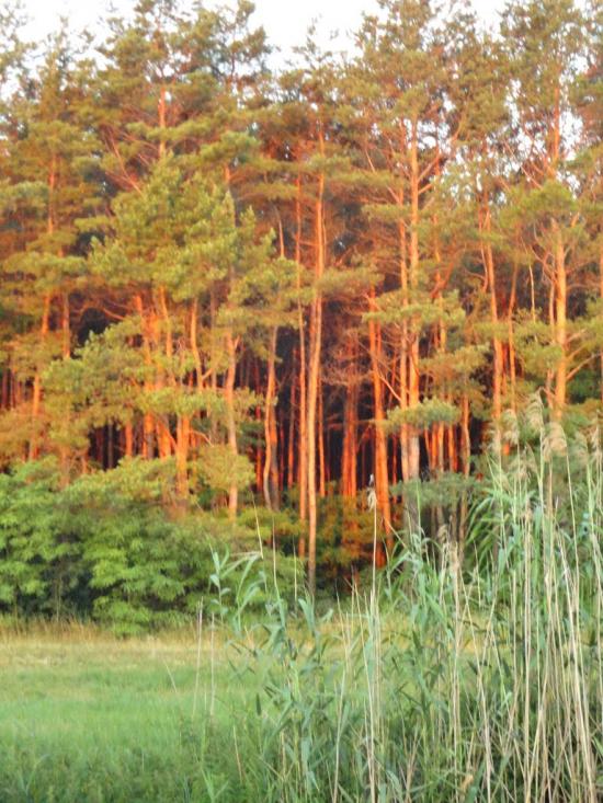 Чехівка з panoramio.com - Чеховка