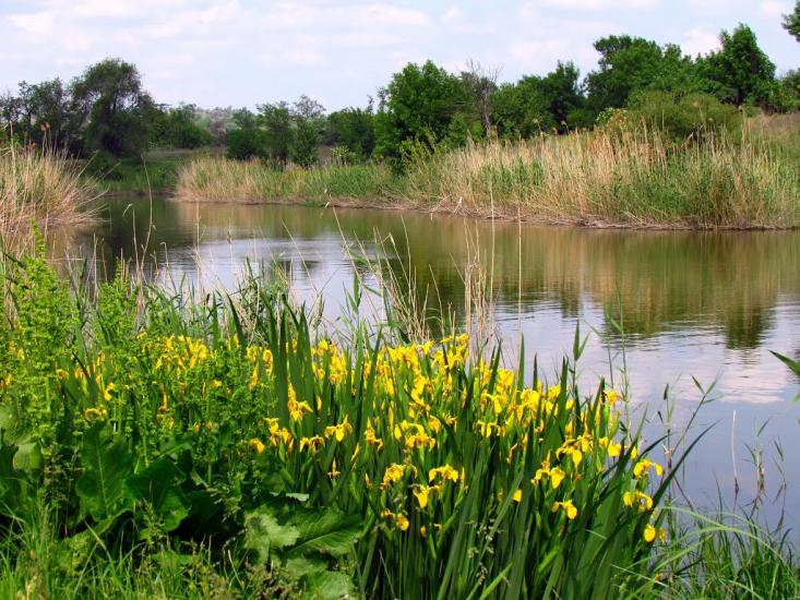 Інгулець з panoramio.com - Ingulets