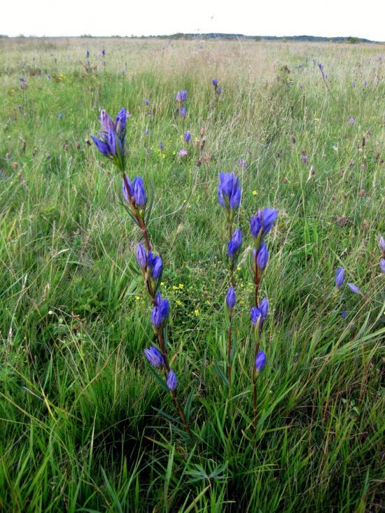 Щитинська Воля з panoramio.com - Щитинська Воля