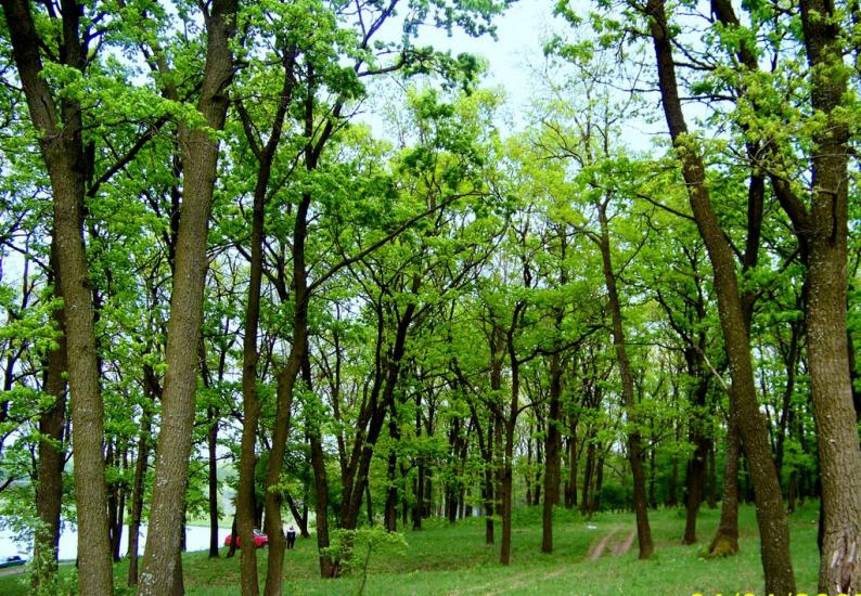 Сокиряни з panoramio.com - Сокиряны