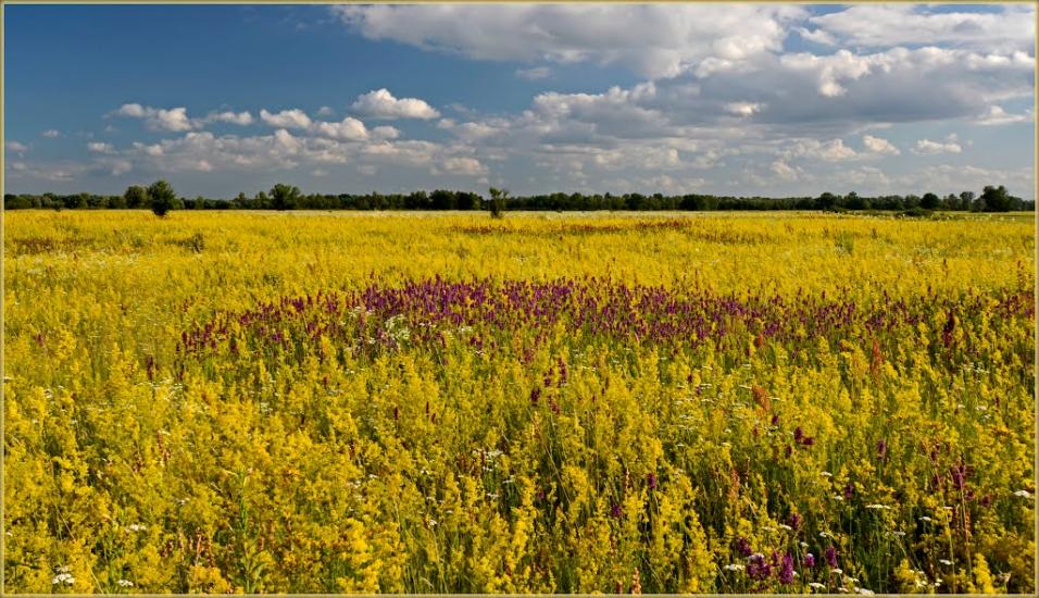 Нижча Дубечня з panoramio.com - Низшая Дубечня