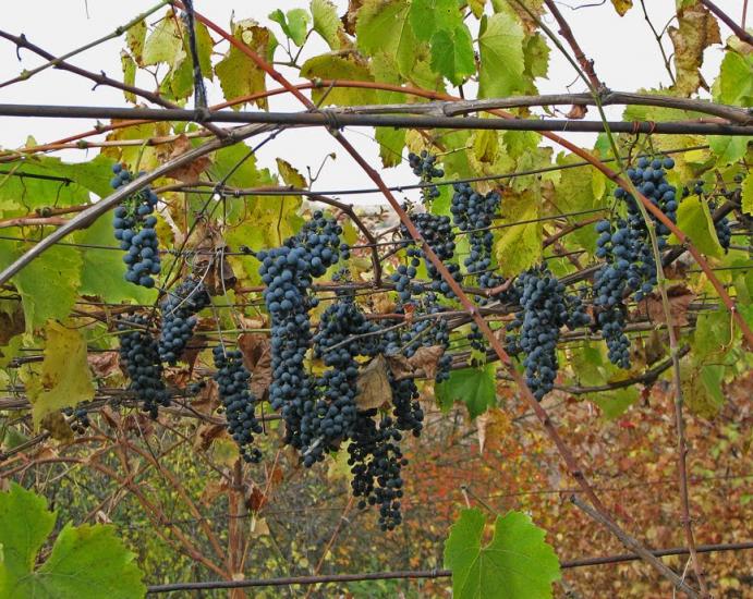 М'якеньківка з panoramio.com - Мякеньковка