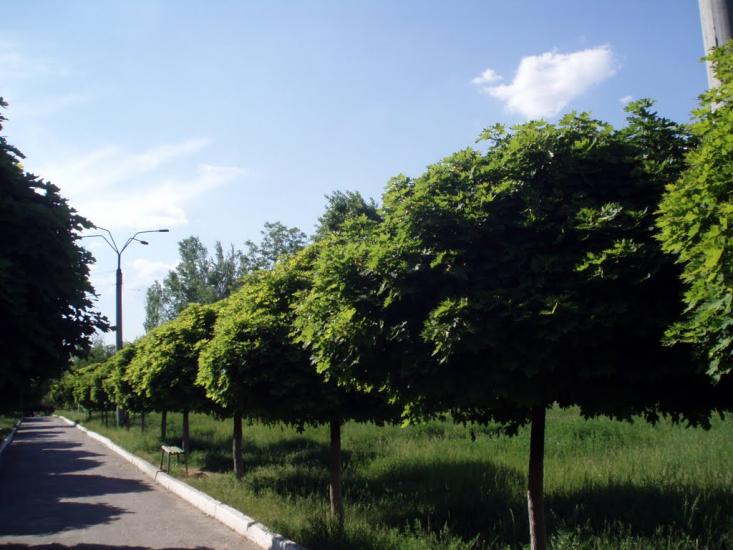 Солоницівка з panoramio.com - Солоницівка