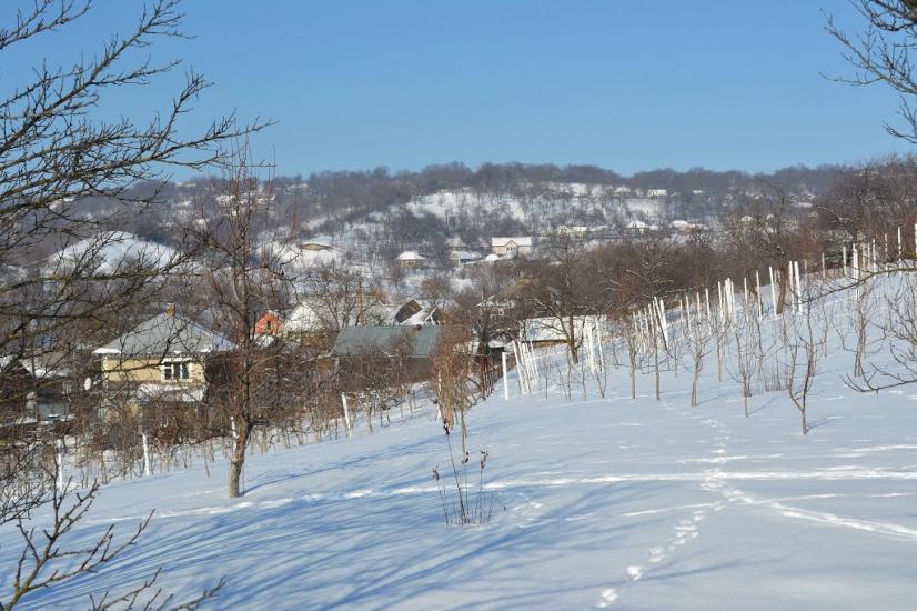 Ширівці з panoramio.com - Shyrivtsi