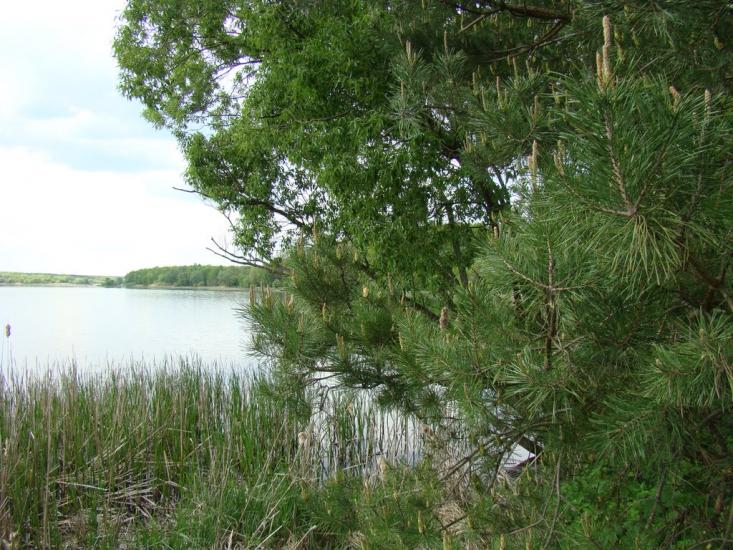 Пилипча з panoramio.com - Pylypcha