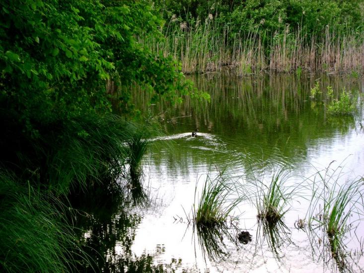 Коротич з panoramio.com - Коротыч