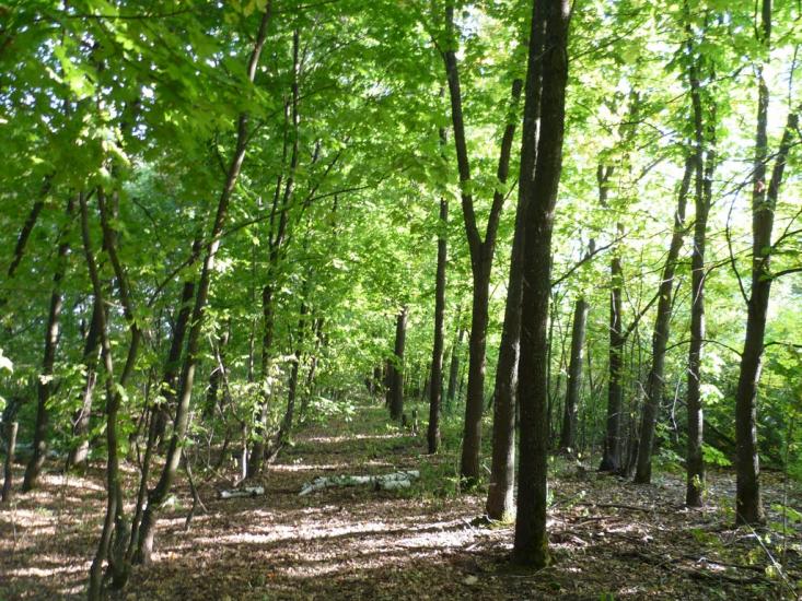 Гоголеве з panoramio.com - Gogoleve