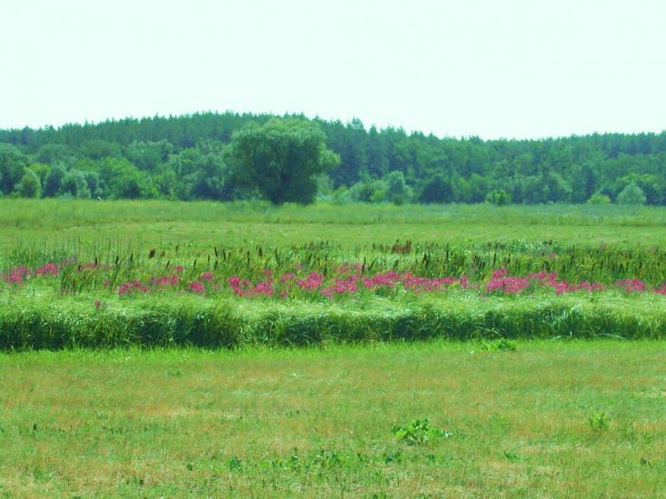 Зідьки з panoramio.com - Zidky