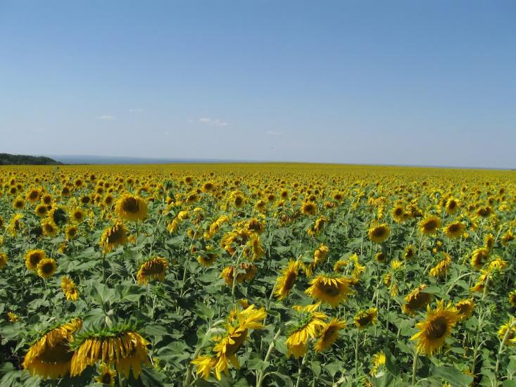 Стародубівка з panoramio.com - Стародубівка