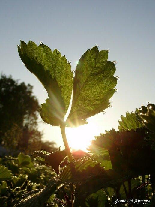 Острівок з panoramio.com - Острівок