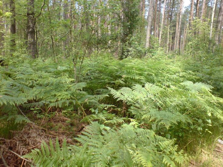 Малютянка з panoramio.com - Малютянка