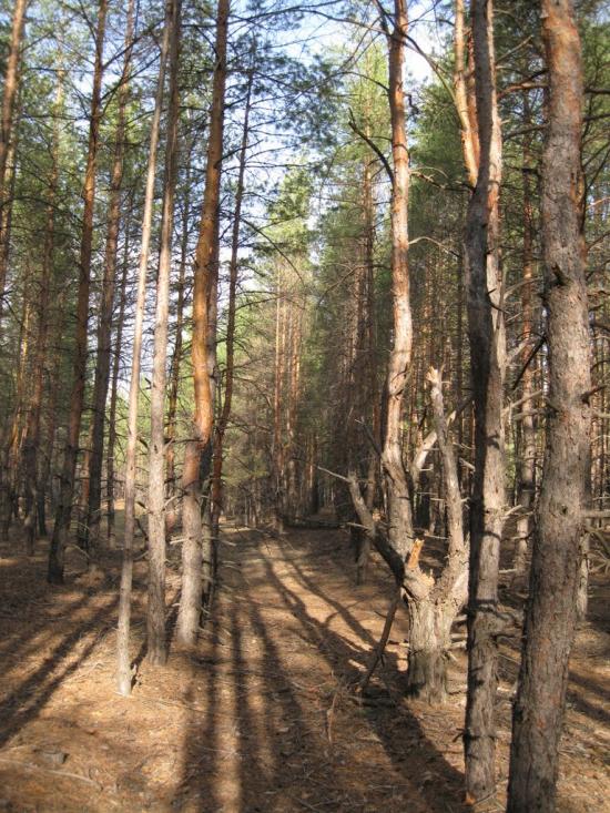 Валуйське з panoramio.com - Валуйское