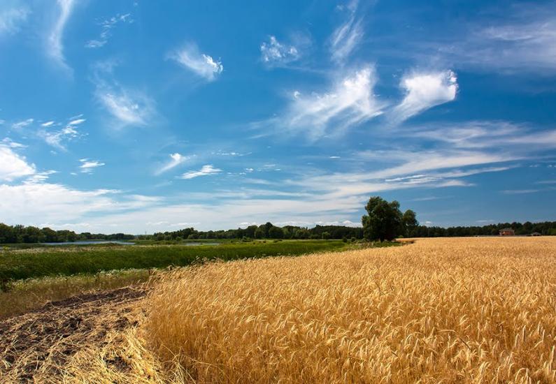 Кривуші з panoramio.com - Кривуши