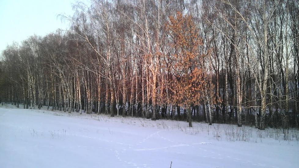 Кошари з panoramio.com - Кошари