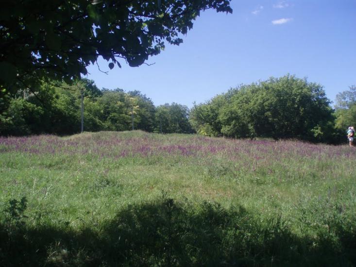 Комісарівка з panoramio.com - Комісарівка