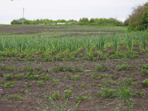 Межова з panoramio.com - Межевая